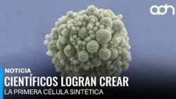 Scientists Successfully Create First Synthetic Cell with a Complete Life Cycle in the Lab