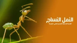 Weaver Ants: The Creature That Uses Its Young as a "Sewing Machine"! | Quest Arabiya