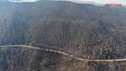 Vouzela wildfire was the biggest of the year. Over 14 thousand hectares of forest destroyed